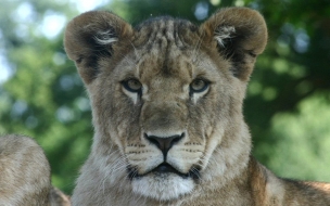 Majestuoso león en alta calidad para fondos 4K