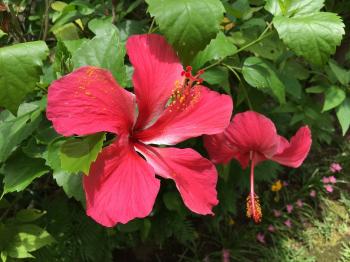 Fondo de Pantalla de pixabay_2696396.jpg