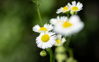 Fondo de Pantalla de pexels_5246133.jpg