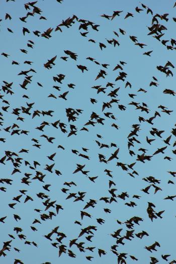 Fondo de Pantalla de pexels_30431616.jpg