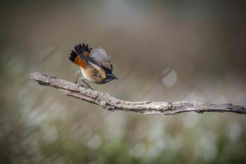 Fondo de Pantalla de pexels_30424468.jpg