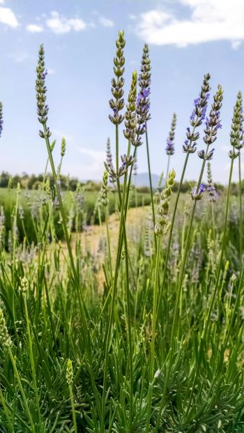 Fondo de Pantalla de pexels_30420227.jpg