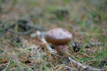 Fondo de Pantalla de pexels_30413656.jpg