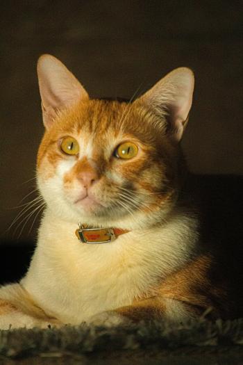 Fondo de Pantalla de pexels_30403756.jpg