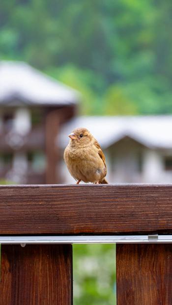 Fondo de Pantalla de pexels_30398154.jpg