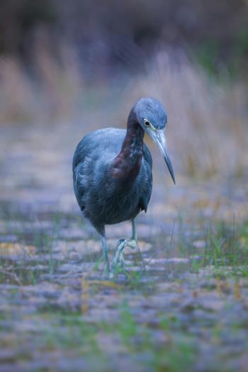 Fondo de Pantalla de pexels_30391561.jpg