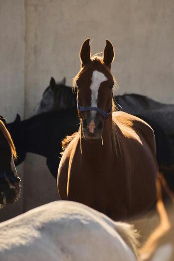 Fondo de Pantalla de pexels_30270514.jpg