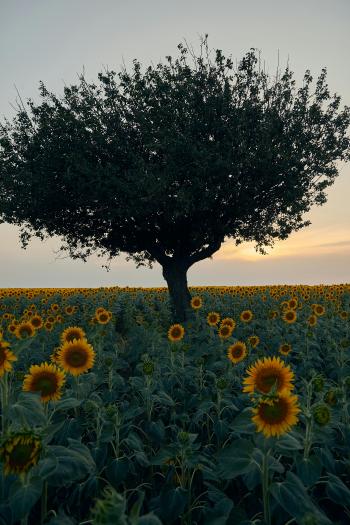 Fondo de Pantalla de pexels_30178826.jpg