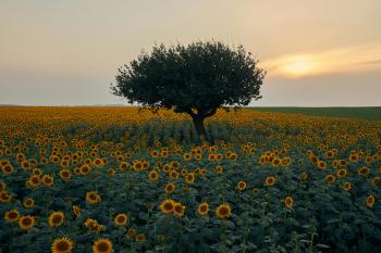 Fondo de Pantalla de pexels_30178554.jpg