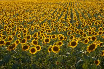 Fondo de Pantalla de pexels_30178555.jpg