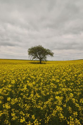 Fondo de Pantalla de pexels_30052229.jpg