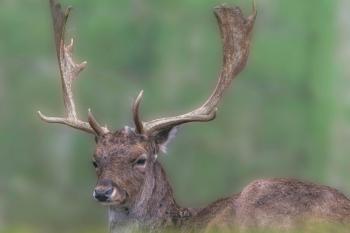 Fondo de Pantalla de pexels_20657925.jpg