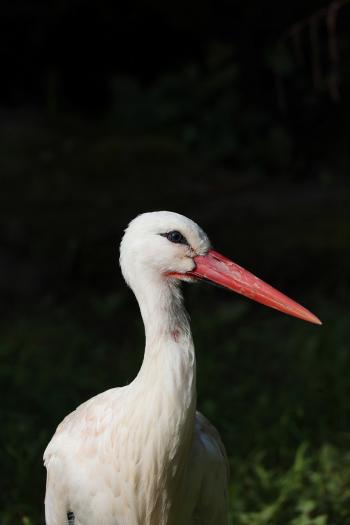 Fondo de Pantalla de pixabay_8618904.jpg