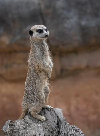 Fondo de Pantalla de pixabay_8437027.jpg