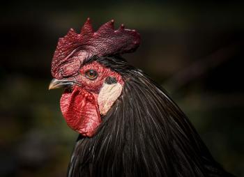 Fondo de Pantalla de pixabay_8224162.jpg