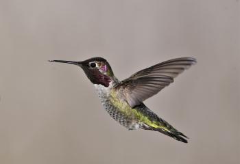 Fondo de Pantalla de pixabay_7989376.jpg