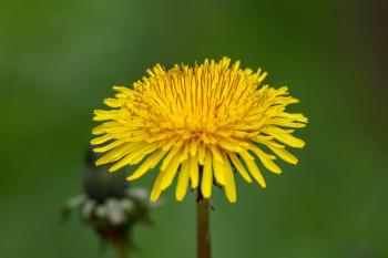 Fondo de Pantalla de pixabay_8010882.jpg