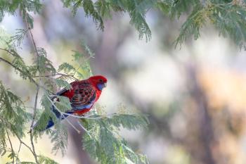 Fondo de Pantalla de pixabay_7950012.jpg