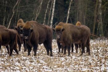 Fondo de Pantalla de pixabay_7723002.jpg