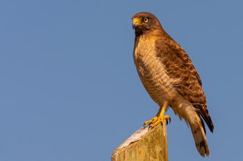 Fondo de Pantalla de pixabay_7475591.jpg