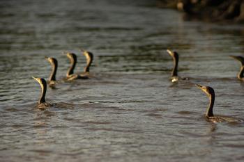 Fondo de Pantalla de pixabay_7479054.jpg