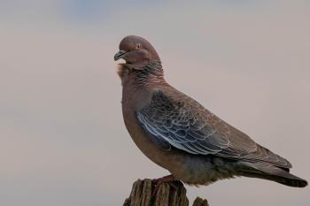 Fondo de Pantalla de pixabay_7515735.jpg