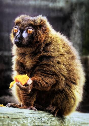 Fondo de Pantalla de pixabay_7395224.jpg