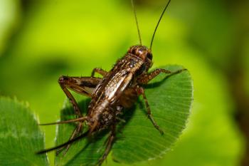 Fondo de Pantalla de pixabay_7373917.jpg