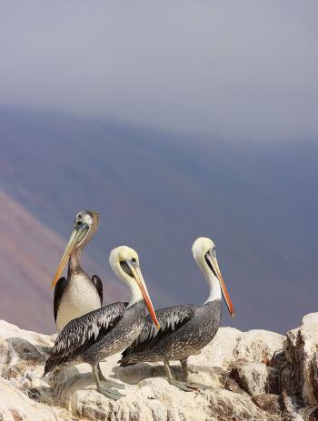 Fondo de Pantalla de pixabay_7389157.jpg