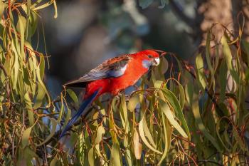 Fondo de Pantalla de pixabay_7298313.jpg