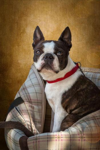 Fondo de Pantalla de pixabay_7313360.jpg