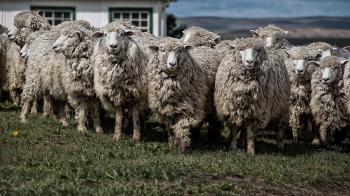 Fondo de Pantalla de pixabay_7250520.jpg