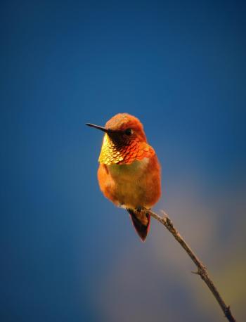 Fondo de Pantalla de pixabay_7181235.jpg