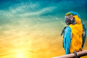 Fondo de Pantalla de pixabay_7117439.jpg