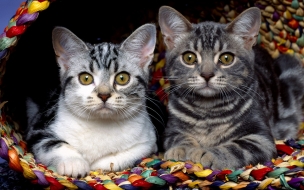 Tiernos gatitos en canasta de colores - Wallpaper 4K