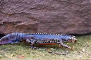 Fondo de Pantalla de pixabay_7108449.jpg