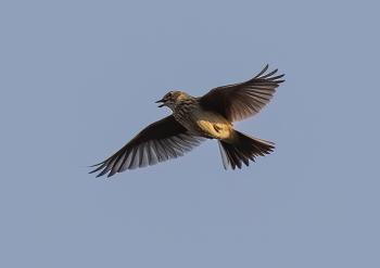 Fondo de Pantalla de pixabay_7019808.jpg