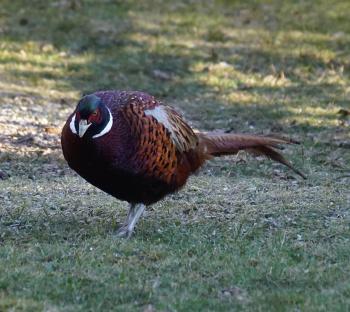 Fondo de Pantalla de pixabay_6935443.jpg