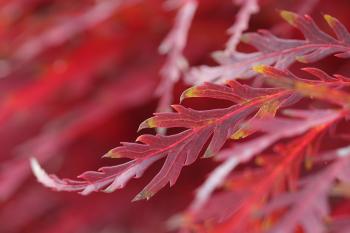 Fondo de Pantalla de pixabay_6867454.jpg