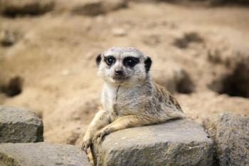 Fondo de Pantalla de pixabay_6392737.jpg