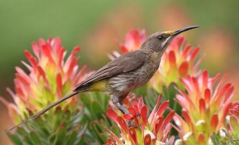 Fondo de Pantalla de pixabay_6122045.jpg