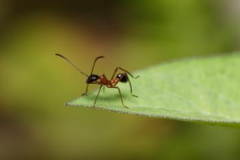 Fondo de Pantalla de pixabay_5804778.jpg