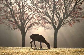 Fondo de Pantalla de pixabay_5723225.jpg