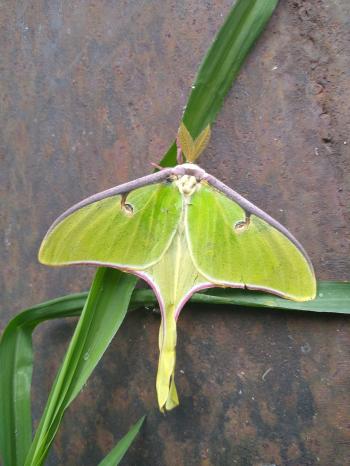 Fondo de Pantalla de pixabay_5499683.jpg