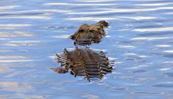 Fondo de Pantalla de pixabay_5521415.jpg