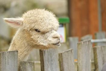 Fondo de Pantalla de pixabay_5564896.jpg