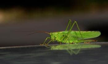 Fondo de Pantalla de pixabay_5462047.jpg