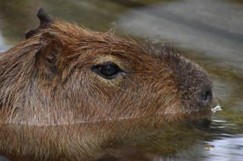 Fondo de Pantalla de pixabay_5255073.jpg