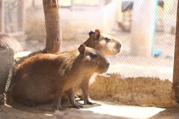 Fondo de Pantalla de pixabay_5170116.jpg