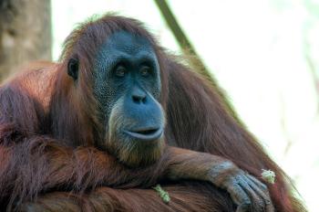 Fondo de Pantalla de pixabay_5178451.jpg